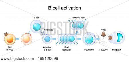 Activation B Cell Vector & Photo (Free Trial) | Bigstock