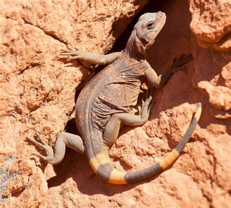 Chuckwalla Lizard stock image. Image of diurnal, lizards - 19621371