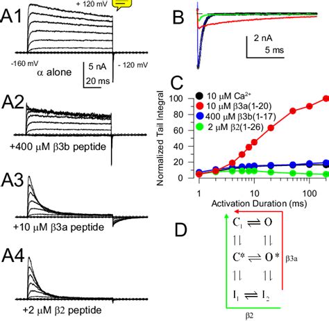 Distinct Subunit Inactivation Domains Differentially Regulate BK