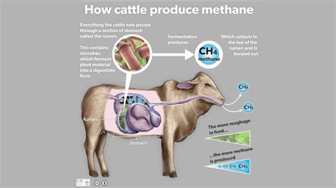 Ruminant Methanogens as a Climate Change Target