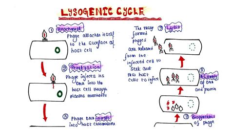 Lysogenic Cycle Youtube