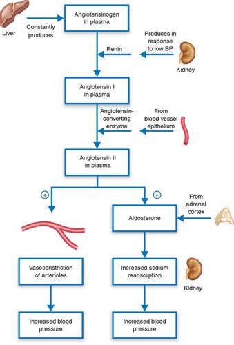 Exam Renal And Electrolytes Flashcards Quizlet