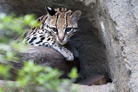 Puedes Domesticar Ocelotes