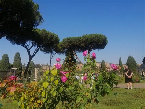 Record Di Visite Per Ammirare La Fioritura D Autunno Al Roseto Comunale