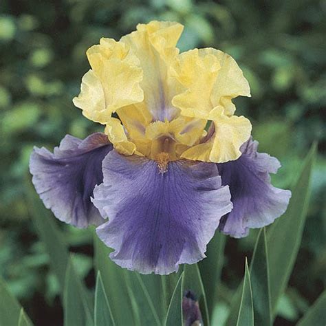 Iris Germanica Edith Wolford Edith Wolford Bearded Iris High Country