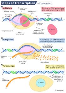 Transcription In Prokaryotes Process Location Steps Diagram