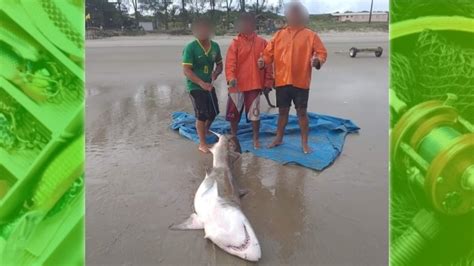 PMA autua infratores que abateram tubarão ameaçado de extinção em Ilha