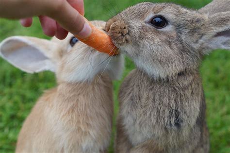 Can Rabbits Eat Carrots? What You Need to Know. - Bunny Horde