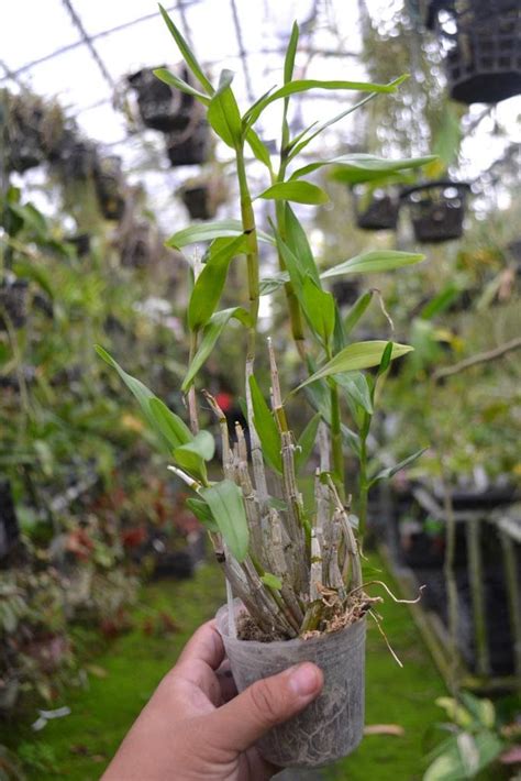 Orchid Species Dendrobium Purpureum Mature Live Plant Etsy