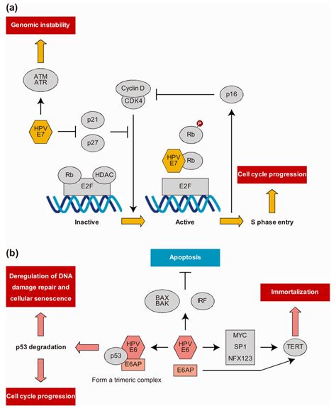 A Role Of Human Papillomavirus Hpv E Oncoprotein In The