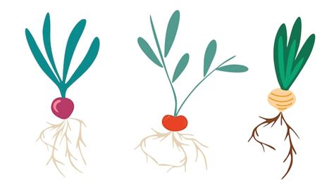 Premium Vector Root Vegetables Set Of Different Tuberous Vegetables With Tops Radish