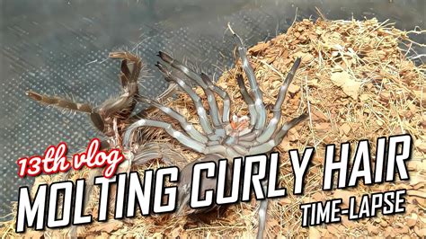 Time Lapse Molting Curly Hair Youtube