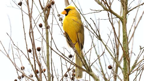 Yellow cardinal: Rare bird spotted in Alabama