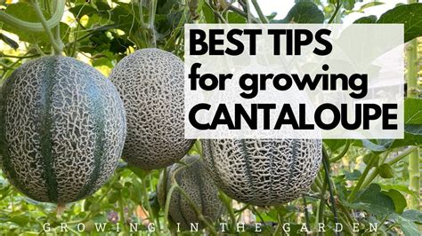 BEST TIPS for growing CANTALOUPE: Grow SWEET, FLAVORFUL cantaloupe with these tips. - Gardening ...