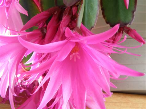 Picture Of Christmas Cactus - markanthonystudios.net