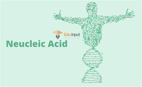 Nucleic Acid- Discovery and Types Of Nucleic Acid