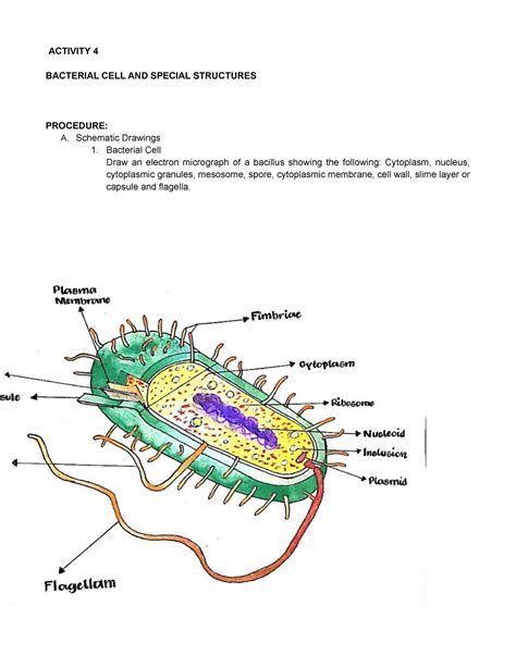 Activity Bacterial Cell And Special Structures Activity