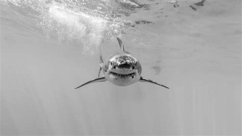 Great White Shark Wallpapers (48+ images inside)