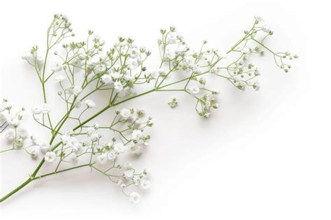 Premium Photo Few Twigs With Small White Flowers Of Gypsophila Babys