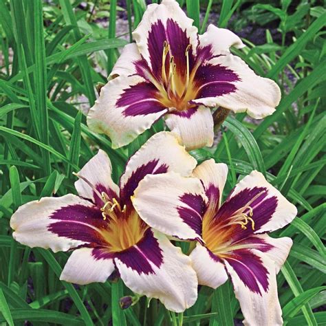 Spring Hill Nurseries Wild Horses Daylily Hemerocallis Live Bareroot