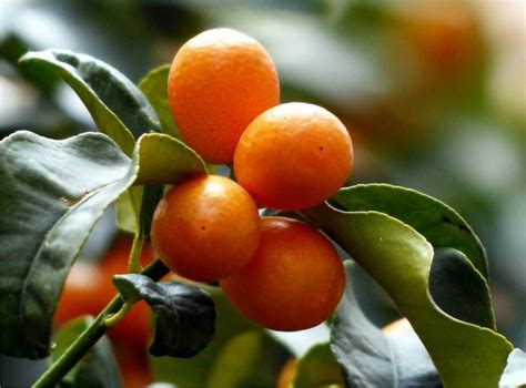 Kumquat Coltivazione Bio Del Mandarino Cinese