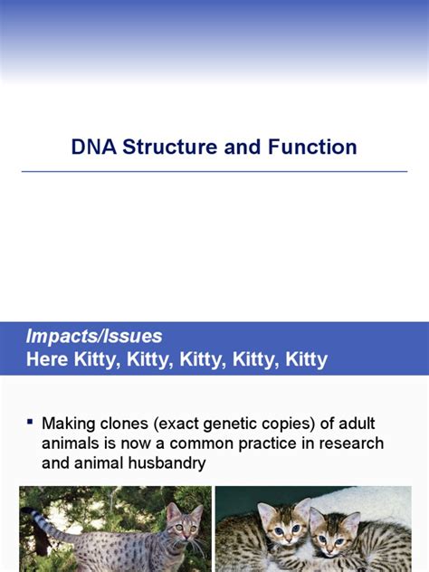 DNA Structure and Function | PDF | Chromosome | Dna