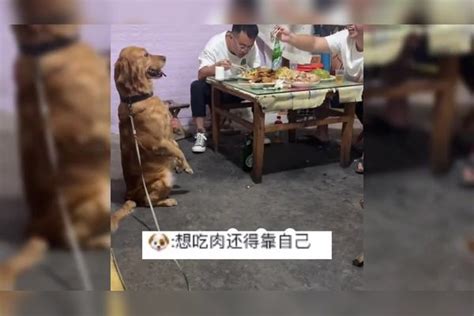 主人给小狗喂饭，没想到狗子跑到隔壁桌蹭饭！