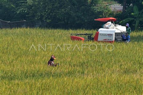 Menko Perekonomian Dorong Modernisasi Sektor Pertanian Antara Foto