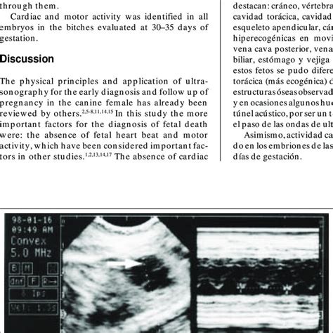 Imagen Ultrasonogr Fica De Una Perra Pre Ada Donde Se Pueden Observar
