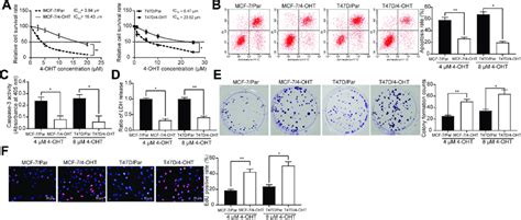 Establishment Of 4 OHT Resistant BC Cell Lines A The IC 50 Values Of