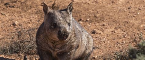 Help protect Australia's endangered native animals! | Animals Australia