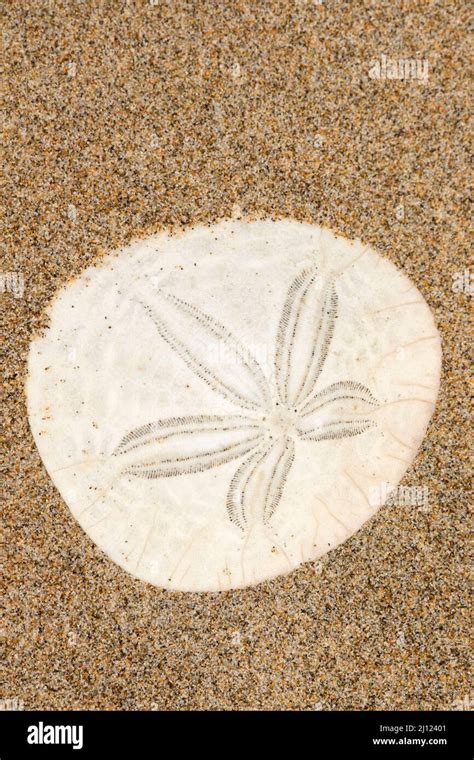 Sand Dollar Shell On Beach Cape Lookout State Park Oregon Stock Photo