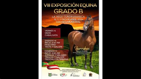 VIII EXPOSICION EQUINA GRADO B LA VEGA CUNDINAMARCA 2024 PASO