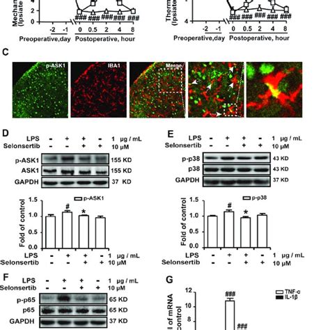 Ask Inhibitor Attenuated Cci Induced Mechanical Allodynia And Thermal