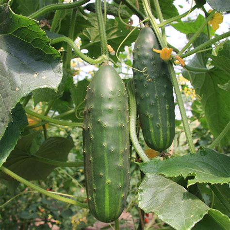 Cucumber Marketmore Cucumis Sativus De Bolster Organic Seeds