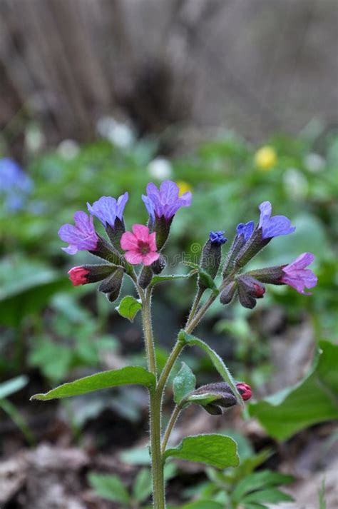 Lungwort Pulmonaria Obscura Blooms In The Wild Spring Forest Stock