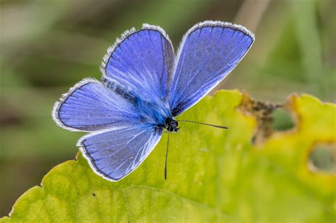 common blue butterfly identification habitat life cycle  facts