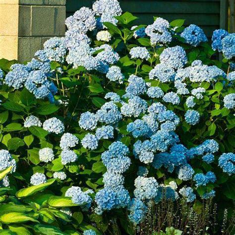 Buy Hydrangea Nikko Blue Online Flowering Shrubs Bay Gardens