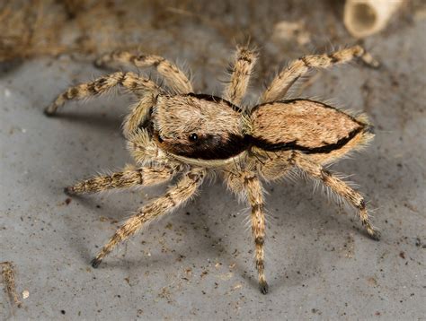 60 Common Texas Spiders Pictures And Identification Guide