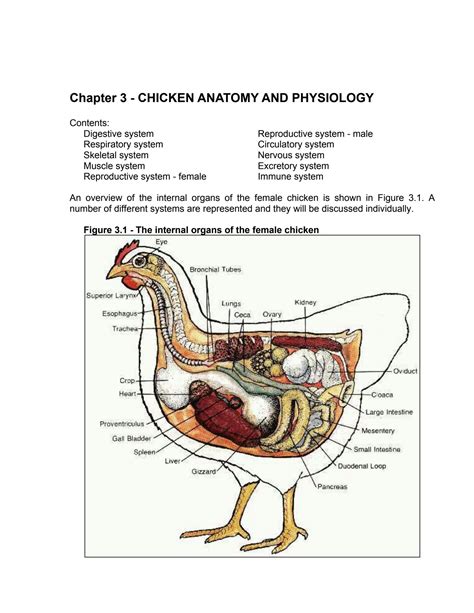 SOLUTION: Chicken anatomy and physiology - Studypool