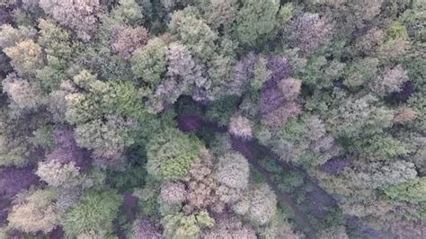 Aerial Forest View, Stock Footage | VideoHive