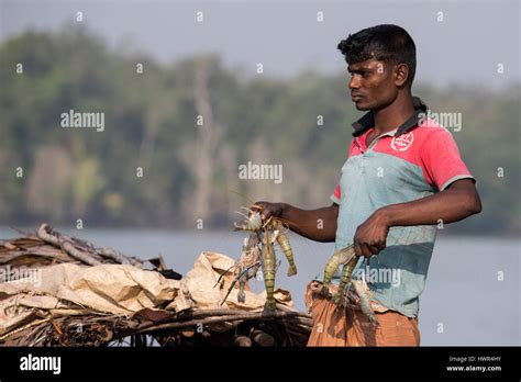 Bangladesh, The Sundarbans, Sundarbans National Park. Waterways Stock Photo, Royalty Free Image ...