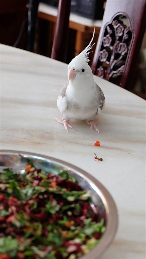 Can Cockatiels Eat 18 Vegetables For Cockatiels Psittacology