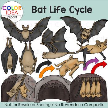 Bat Life Cycle by Color Idea | TPT