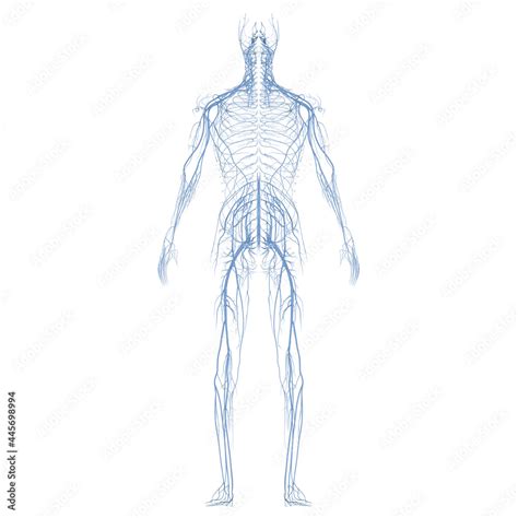 Human Nervous System Anatomy Stock Illustration Adobe Stock