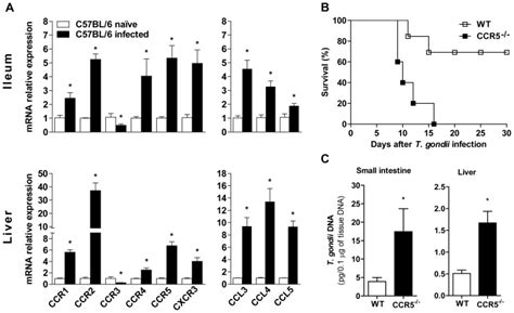 C57bl6 Wt Mice Were Infected With 5 Cysts Of Me 49 Strain Of T