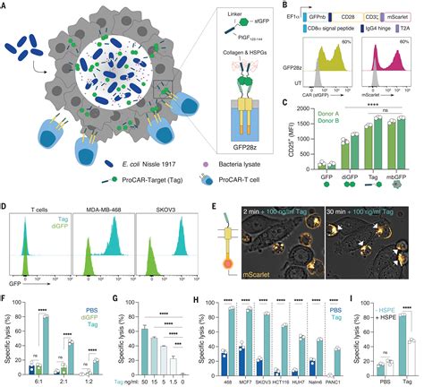 Probiotic Guided CAR T Cells For Solid Tumor Targeting Science