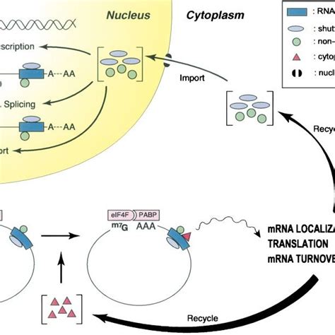 Model For How Shuttling MRNA Binding Proteins Regulate Events In Both