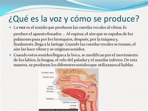 Cómo Describir La Voz