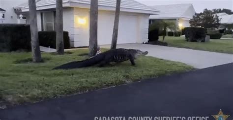 Video Huge 10 Foot Alligator Spotted In Venice Florida